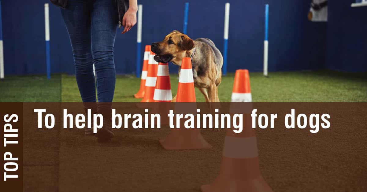 Why brain training for dogs?